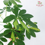 Schefflera Arboricola - Pudu Ria Florist Southern