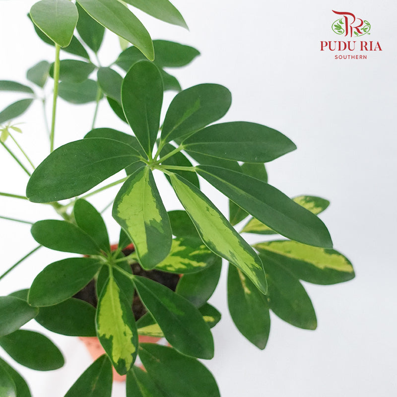 Schefflera Arboricola - Pudu Ria Florist Southern