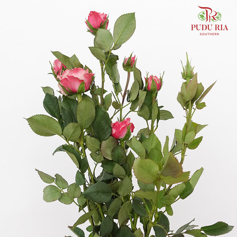 Rose Spray Pink (8-10 Stems) - Pudu Ria Florist Southern