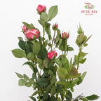 Rose Spray Pink (8-10 Stems) - Pudu Ria Florist Southern