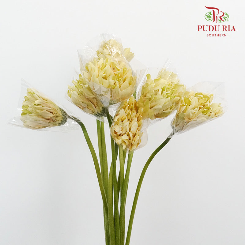 Gerbera Gemimi / Pasta Cream - Pudu Ria Florist Southern