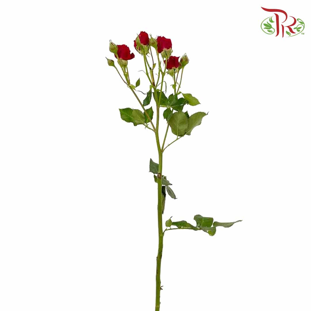 Rose Spray Red (8-10 Stems) - Pudu Ria Florist Southern