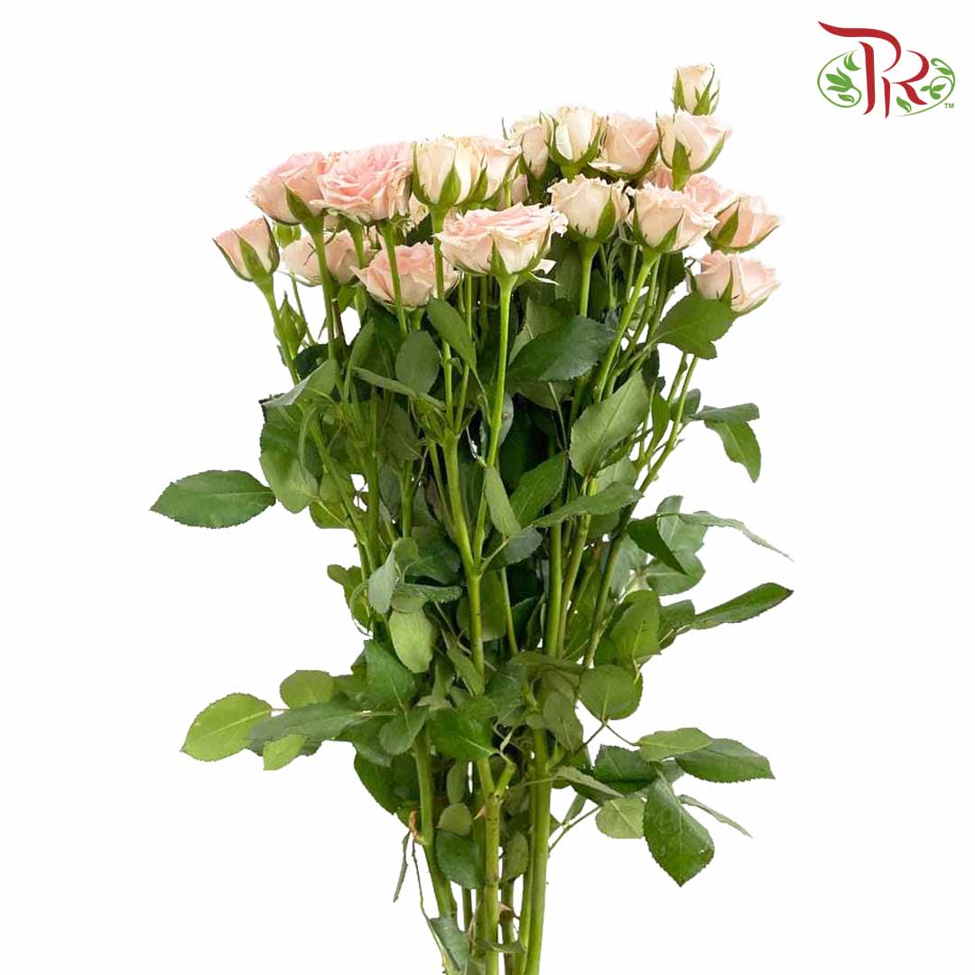 Rose Spray XingYue Baby (8-10 Stems) - Pudu Ria Florist Southern