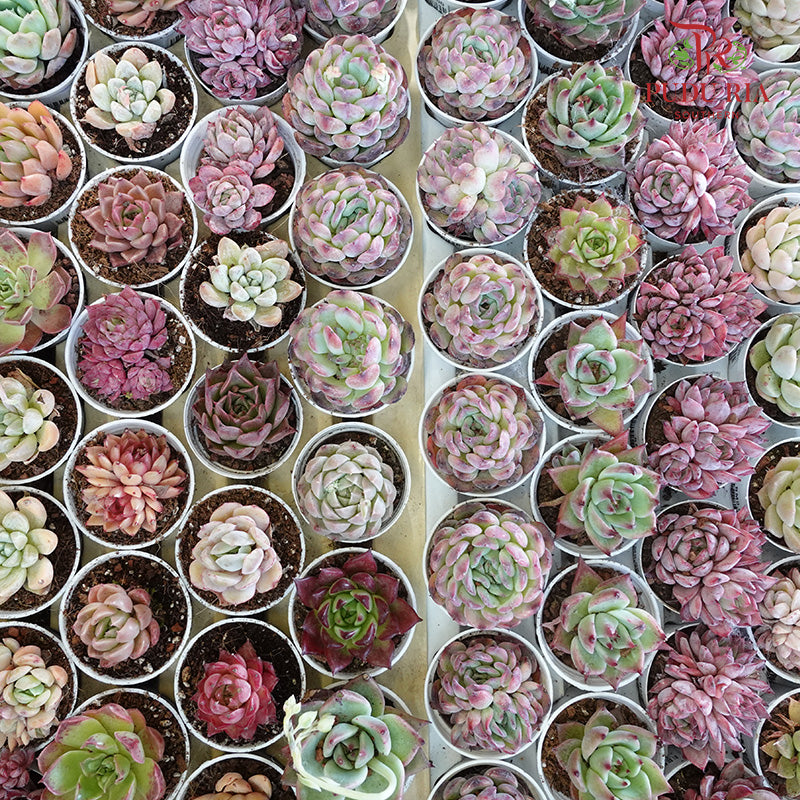 Succulent Mixed (L) - Pudu Ria Florist Southern