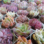 Succulent Mixed (L) - Pudu Ria Florist Southern