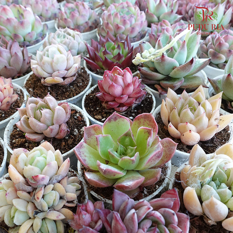 Succulent Mixed (L) - Pudu Ria Florist Southern