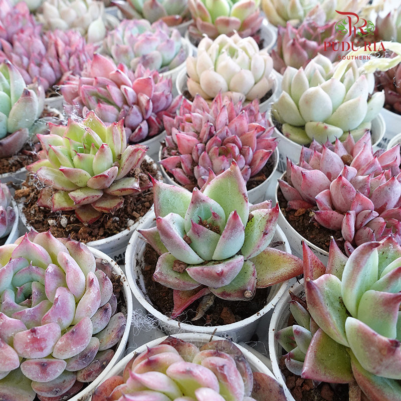 Succulent Mixed (L) - Pudu Ria Florist Southern
