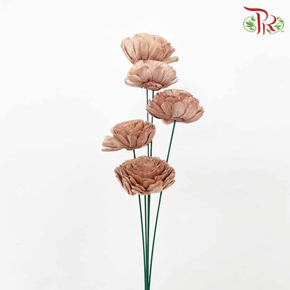 Dry Aeschynomene (Big) - Brown - Pudu Ria Florist Southern