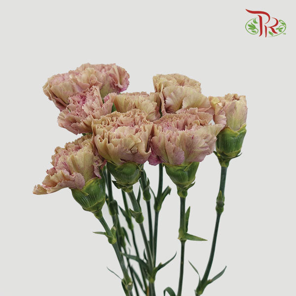 Carnation Babylon (8-10 Stems) - Pudu Ria Florist Southern