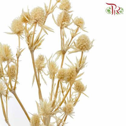 Dry Eryngium Natural - Pudu Ria Florist Southern