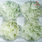 Preservative Carnation (8 Blooms) Light Green - Offer Item - Pudu Ria Florist Southern