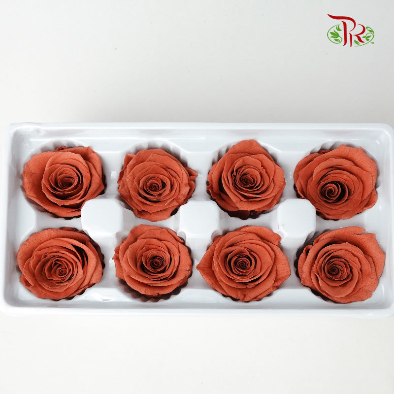 8 Bloom Preservative Rose - Brown - Pudu Ria Florist Southern