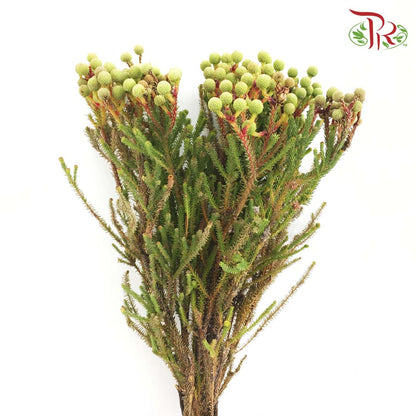 Berzelia Abrotanoides (8-10 Stems) - Pudu Ria Florist Southern