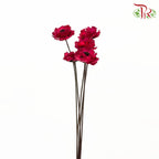 Dry Corn Poppy - Red - Pudu Ria Florist Southern