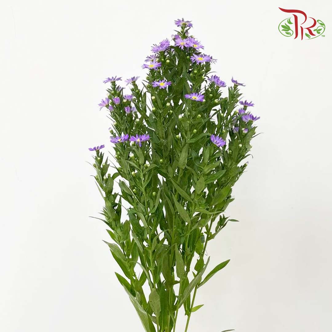 Peacock Purple (Per Bundle) - Pudu Ria Florist Southern