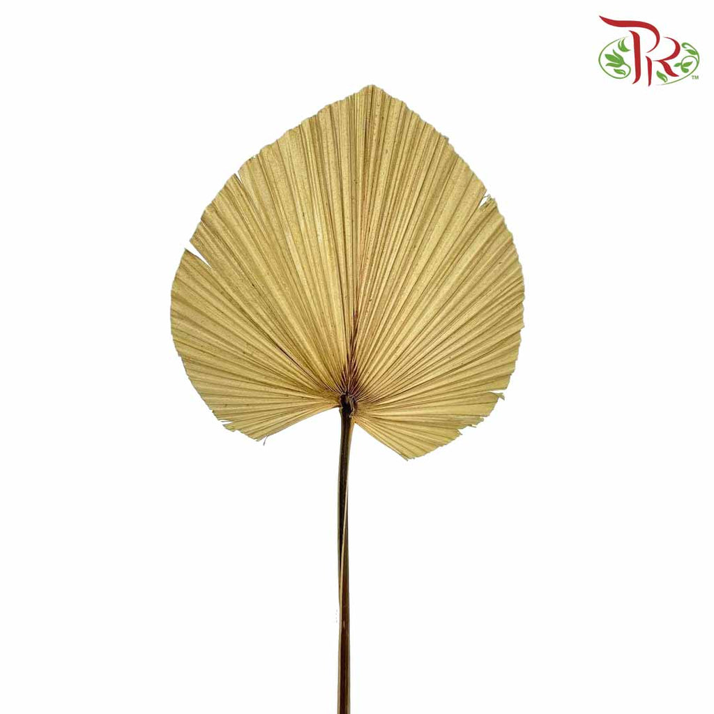 Livistone Dry Cut (XL) - Pudu Ria Florist Southern