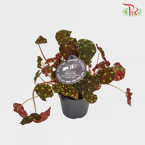 Begonia - Leaf Bow Tiger - Pudu Ria Florist Southern