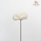 Dry Sola Rose Big - White - Pudu Ria Florist Southern