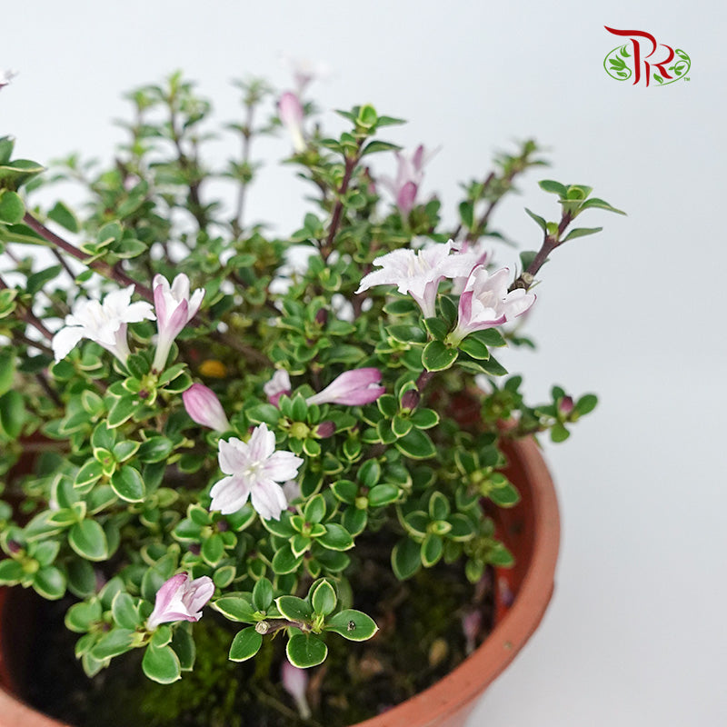 Serissa Variegated Bali Purple - Pudu Ria Florist Southern