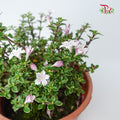Serissa Variegated Bali Purple - Pudu Ria Florist Southern