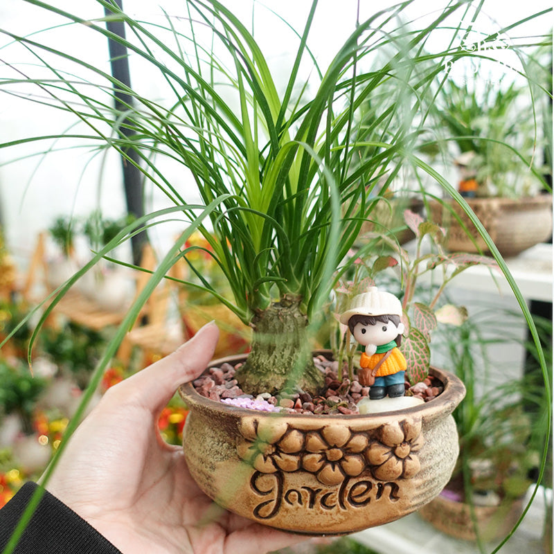 Blissful Jungle 幸福丛林 / Per Pot - Pudu Ria Florist Southern