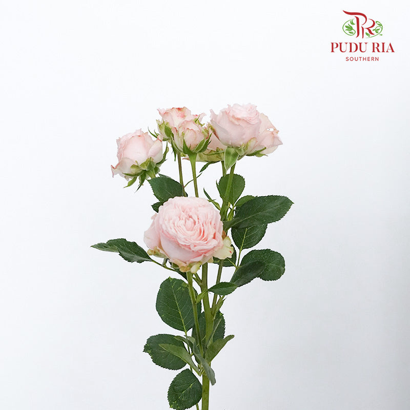 Rose Spray Bombastic (6 Stems) - Pudu Ria Florist Southern