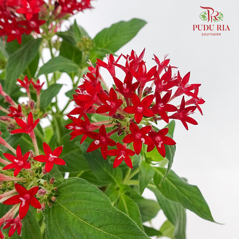 Pentas Red - Pudu Ria Florist Southern