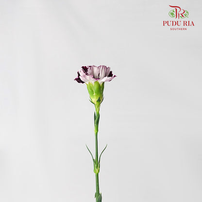 Carnation St Mrs. Pam 18-20 Stems - Pudu Ria Florist Southern