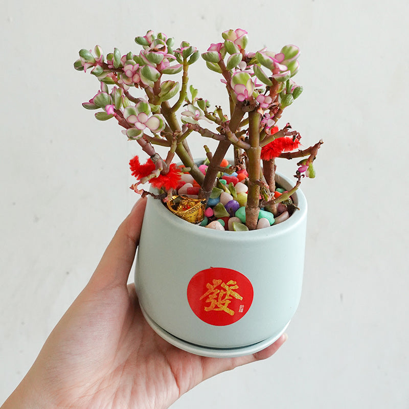 CNY Pot Plant Arrangement 金玉满堂