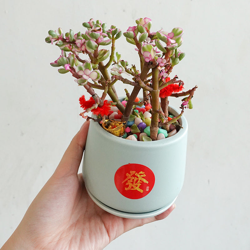 CNY Pot Plant Arrangement 金玉满堂 - Pudu Ria Florist Southern