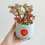 CNY Pot Plant Arrangement 金玉满堂 - Pudu Ria Florist Southern