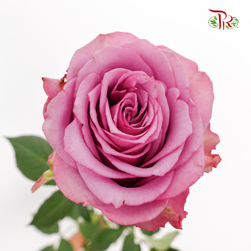 Rose Lavender Mascara (8-10 Stems) - Pudu Ria Florist Southern