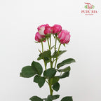 Rose Spray Lady Bombastic (6 Stems) - Pudu Ria Florist Southern