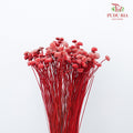 Dry Botao Happy Pink - Offer Item - Pudu Ria Florist Southern