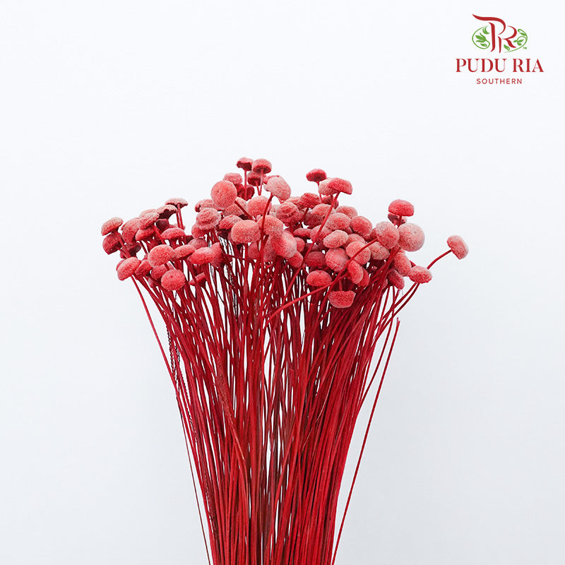 Dry Botao Happy Pink - Offer Item - Pudu Ria Florist Southern