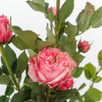 Rose Spray Pink (8-10 Stems) - Pudu Ria Florist Southern