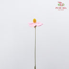 Dry Violet - Pink - Pudu Ria Florist Southern