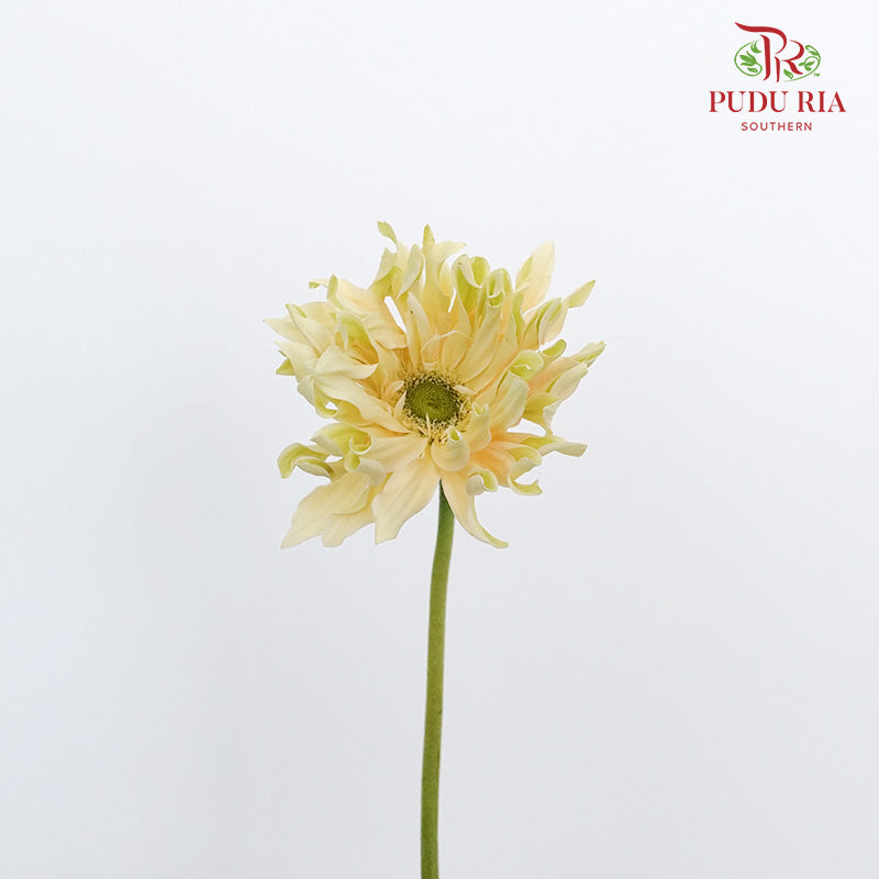 Gerbera Gemimi / Pasta Cream - Pudu Ria Florist Southern