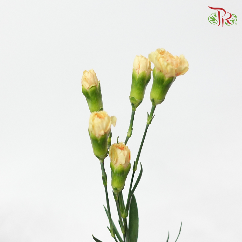 Carnation Spray Genreal (18-20 Stems) - Pudu Ria Florist Southern