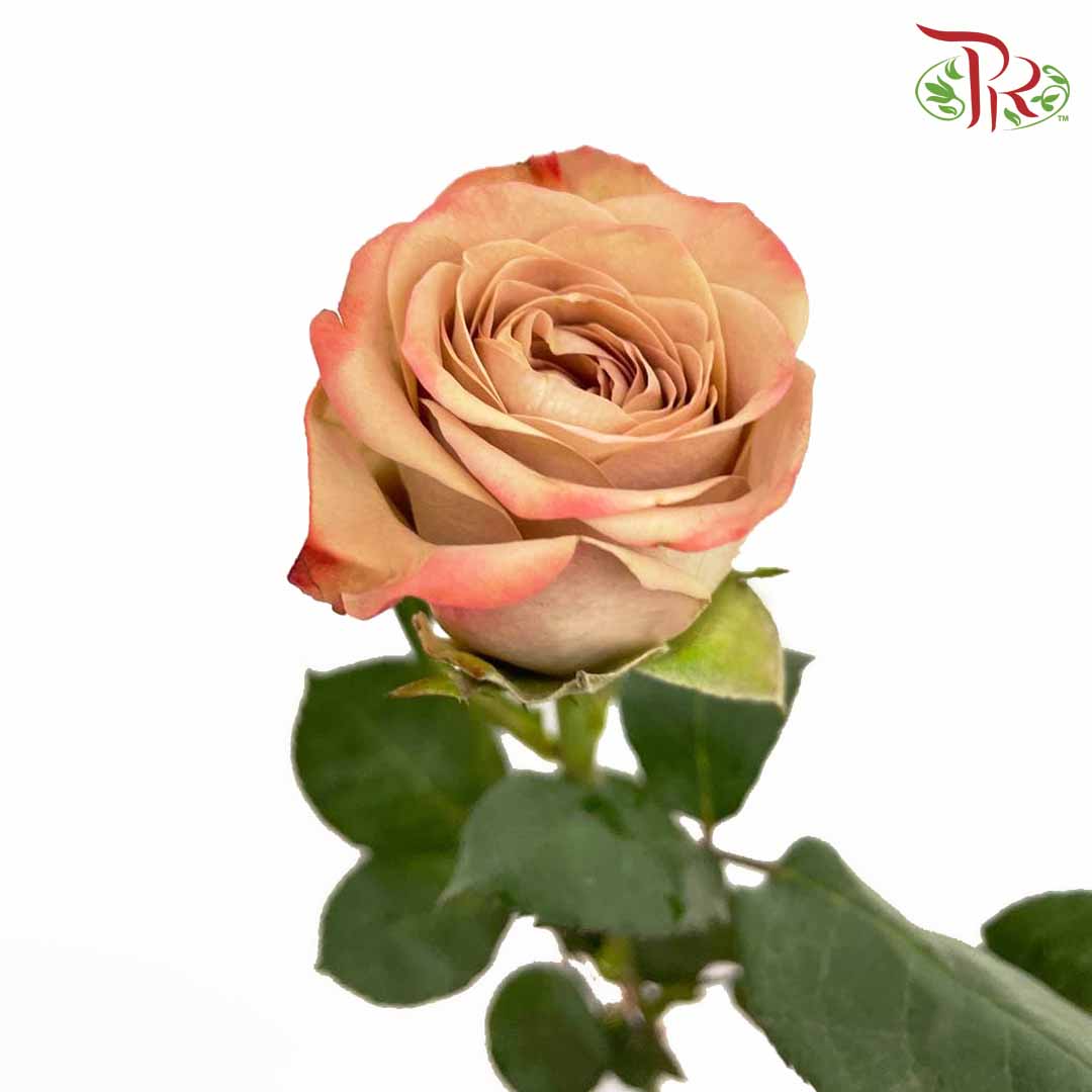 Rose Cappuccino (8-10 Stems) - Pudu Ria Florist Southern
