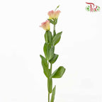 Eustoma Champagne (12-15 Stems) - Pudu Ria Florist Southern