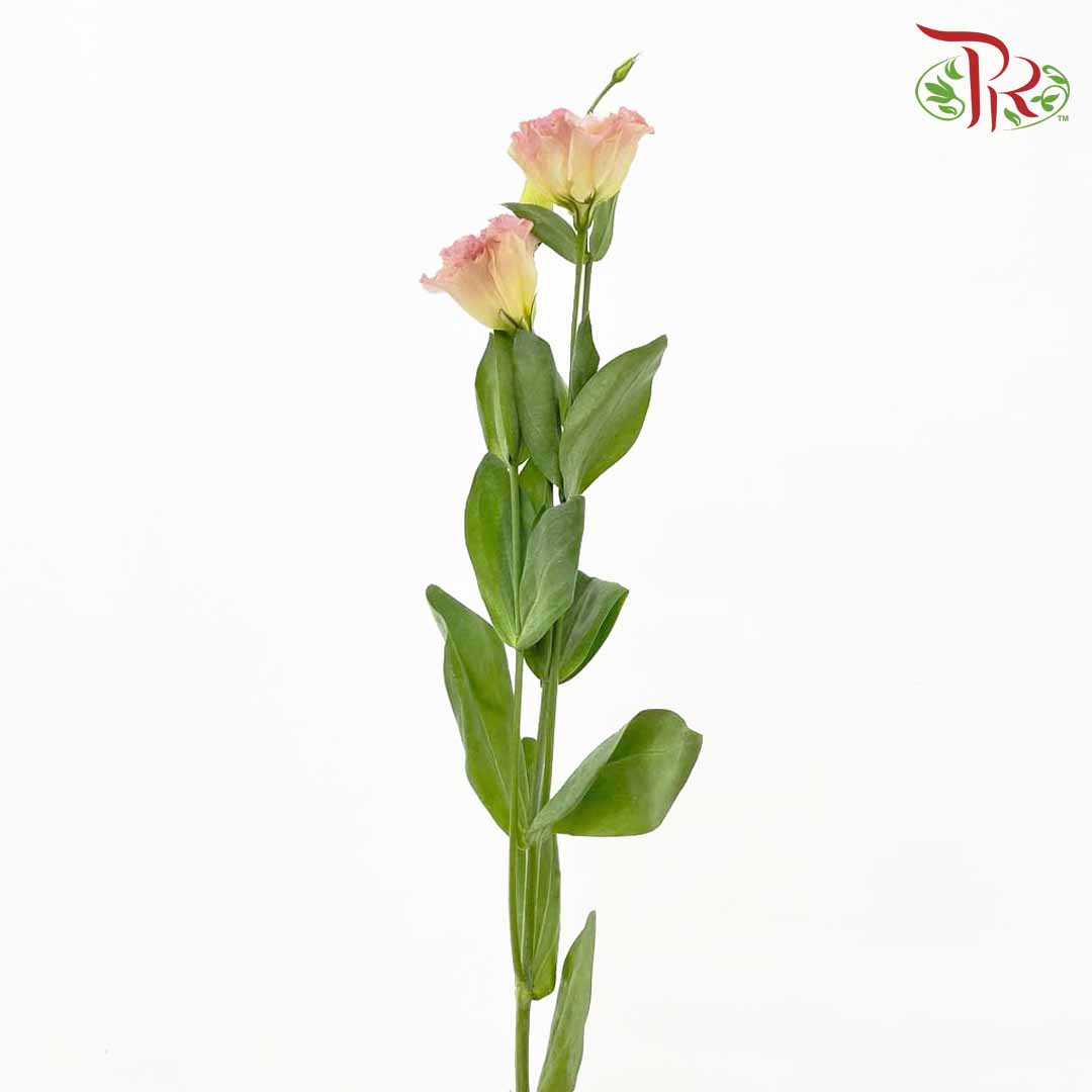 Eustoma Champagne (12-15 Stems) - Pudu Ria Florist Southern