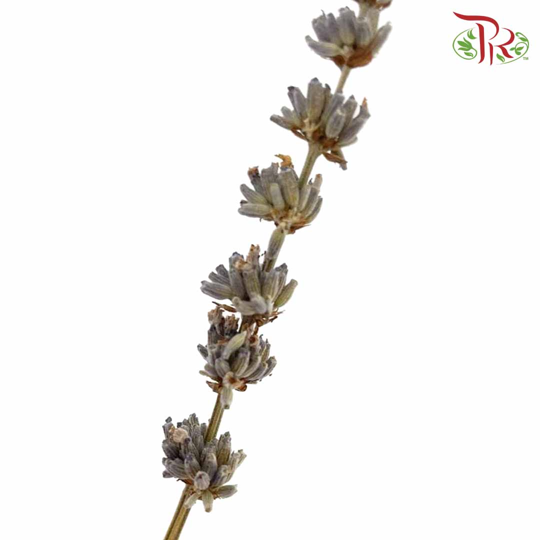 Dry Lavender - Pudu Ria Florist Southern