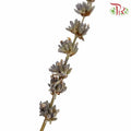 Dry Lavender - Pudu Ria Florist Southern