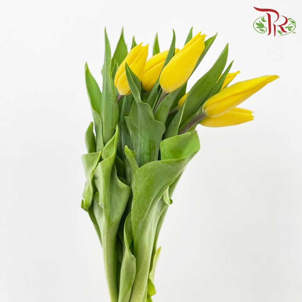 Tulip Yellow (8-9 Stems) - Pudu Ria Florist Southern