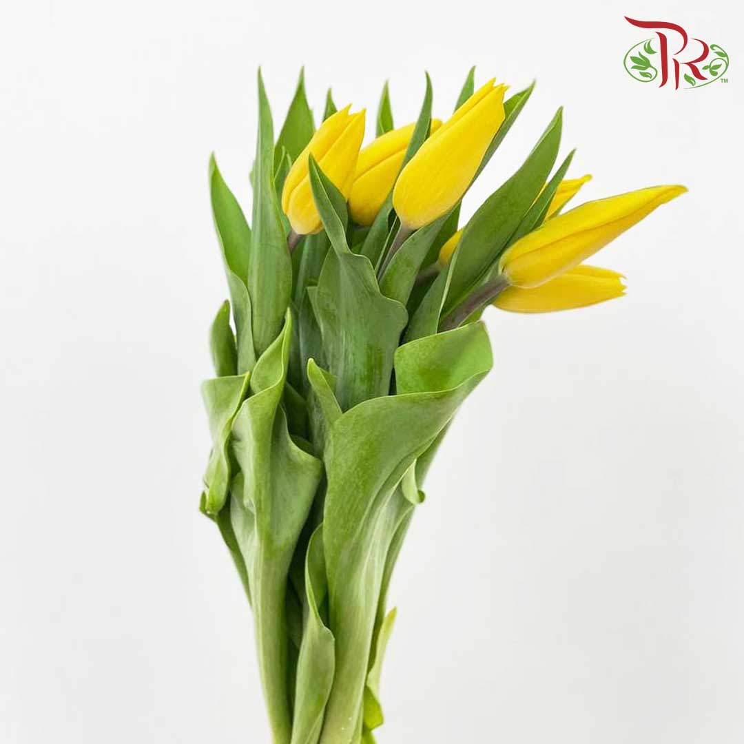 Tulip Yellow (8-9 Stems) - Pudu Ria Florist Southern