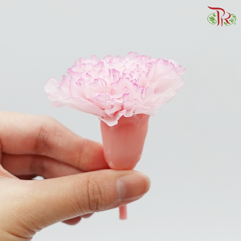 Preservative Carnation (8 Blooms) Pink - Pudu Ria Florist Southern