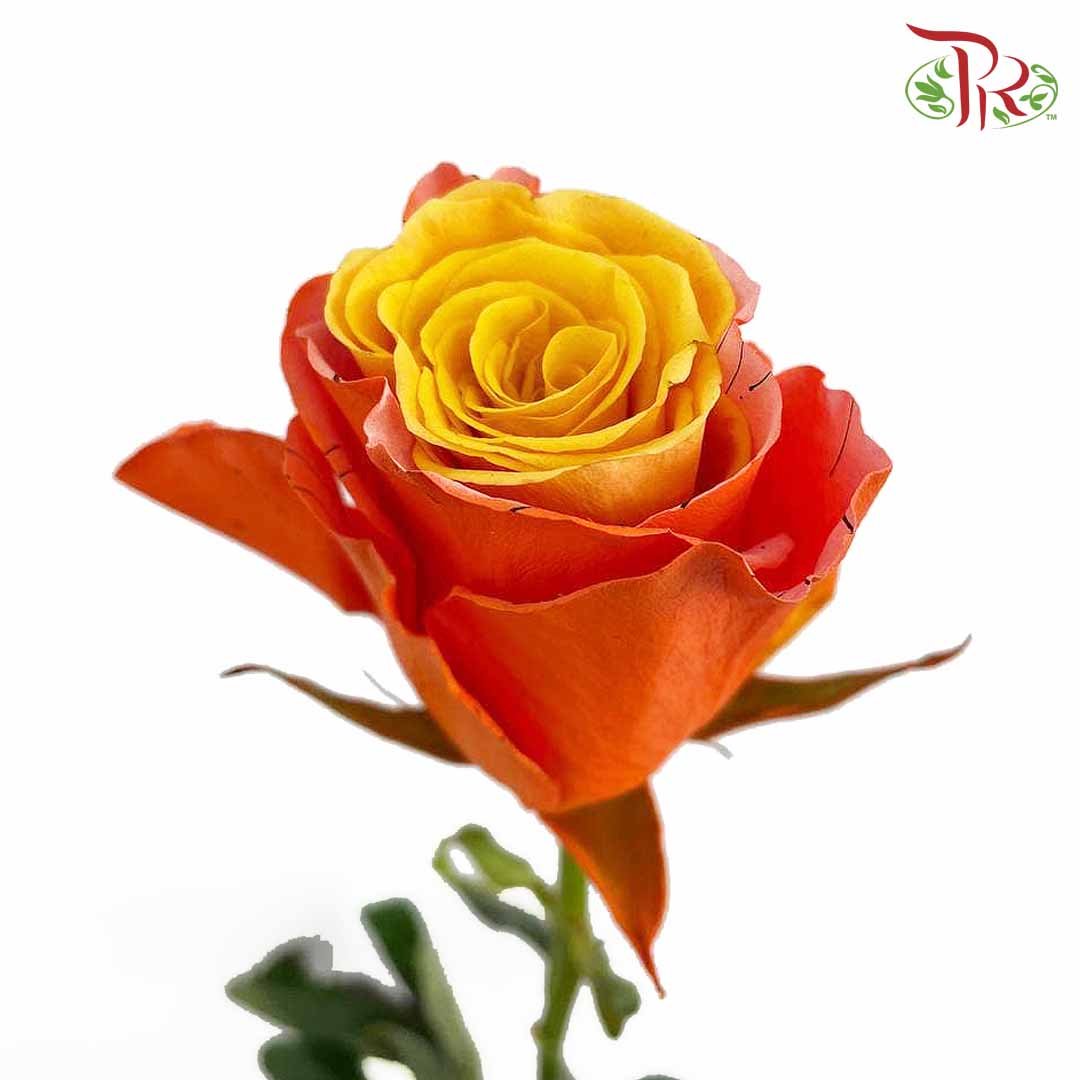 Rose Poisonous Eyeball (8-10 Stems) - Pudu Ria Florist Southern