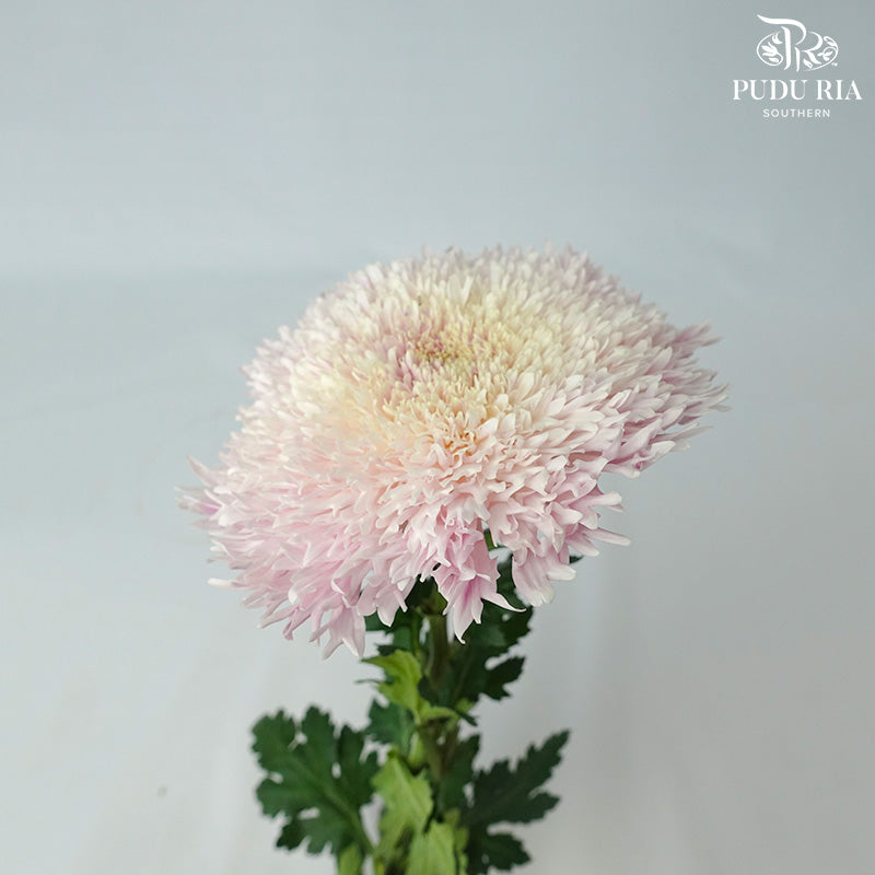 Taiwan Mum Chrysanthemum Dyed - Pudu Ria Florist Southern
