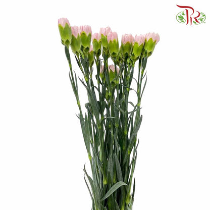 Carnation Damina (18-20 Stems) - Pudu Ria Florist Southern